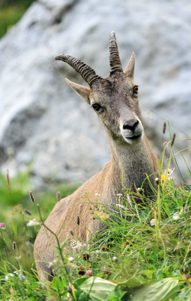 Portrait de femelle sauvage alpine, capra ibex ou steinbock - Photo, image