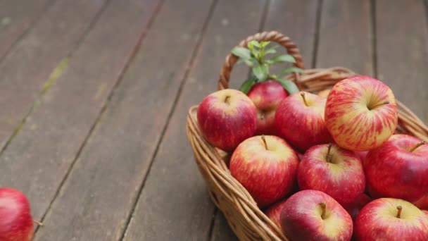 czerwone i żółte świeże jabłka na naturalnym tle na świeżym powietrzu, zdrowe odżywianie, jesienne zbiory, hodowla - Materiał filmowy, wideo