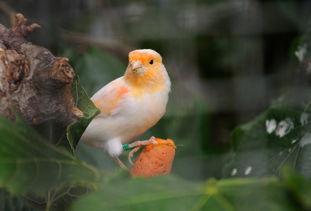 Kanarienvogel - Foto, Bild