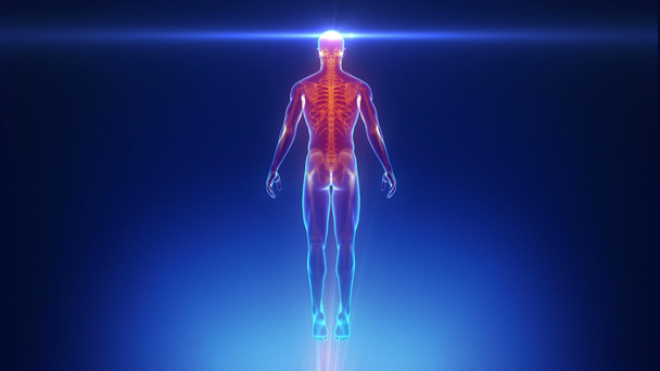 mannelijk lichaam scan - Video