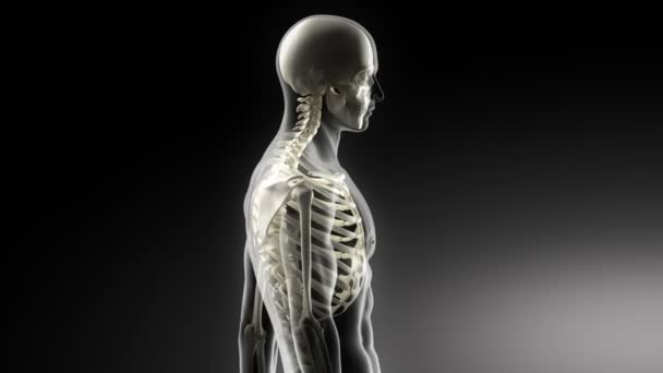 Upper parts skeleton medical scan - Footage, Video