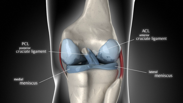 Anatomía de rodilla
 - Metraje, vídeo