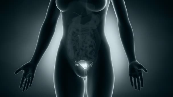 女性の生殖システムの x 線 - 映像、動画