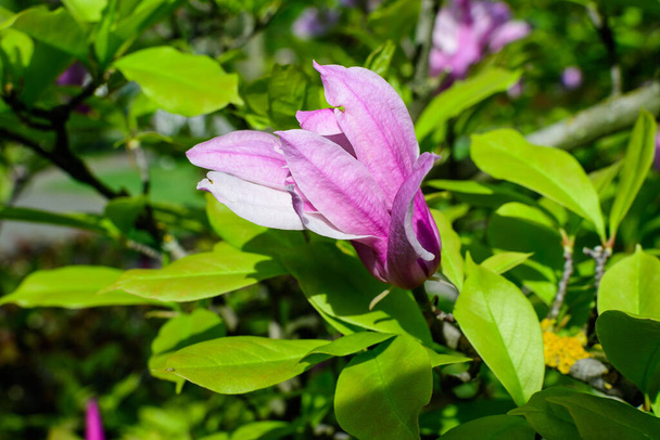Una delicada flor de magnolia grande en plena floración en una rama en un jardín en un día soleado de primavera, hermoso fondo floral al aire libre fotografiado con enfoque suave - Foto, Imagen
