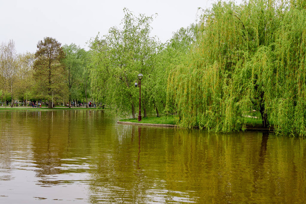 Landschaft mit Wasser und grünen Trauerweiden am Ufer des Titan Lake im Alexandru Ioan Cuza (IOR) Park in Bukarest, Rumänien, an einem bewölkten Frühlingstag mit weißem Himmel - Foto, Bild