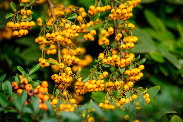 Malé žluté a oranžové ovoce nebo bobule rostliny Pyracantha, známé také jako ohnivý trn v zahradě za slunečného podzimního dne, krásné venkovní květinové pozadí fotografované s měkkým ostřením - Fotografie, Obrázek