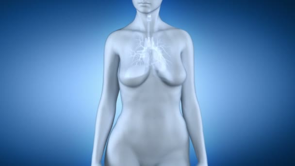 witte vrouwelijke longen en luchtwegen - Video