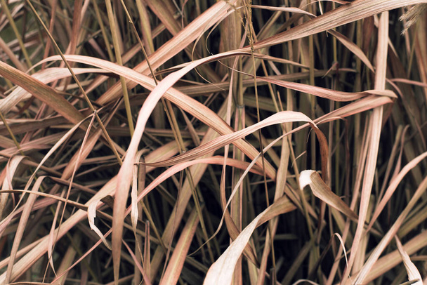Szelektív fókusz száraz barna rohanó pengék. Az őszi bimbóhagymák háttere. - Fotó, kép