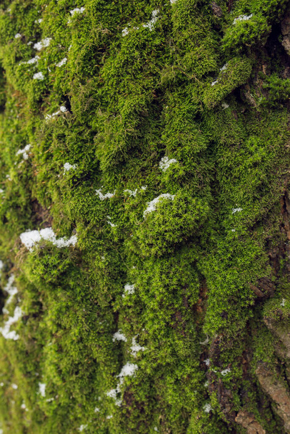 Szekrény bolyhos friss zöld moha textúra porított kissé hó durva fa törzsi kéreg. Vadmoha csévélő háttér. - Fotó, kép