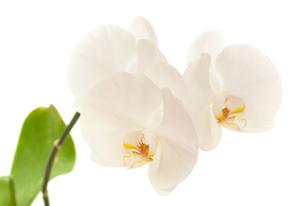 white orchid - Valokuva, kuva