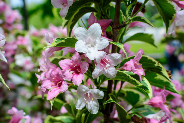 Zbliżenie żywe różowe i białe rośliny Weigela florida z kwiatami w pełnym rozkwicie w ogrodzie w słoneczny wiosenny dzień, piękny odkryty kwiatowy tło fotografowane z miękkim ostrości - Zdjęcie, obraz