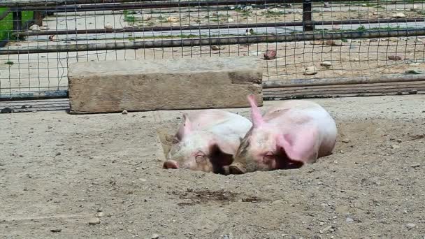 Pigs sleeping - Footage, Video