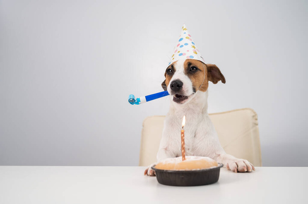 Funny dog Jack Russell Terrier dressed in a birthday cap holding a whistle on a white background. The puppy sits at the table in front of the Candle Pie - Foto, immagini