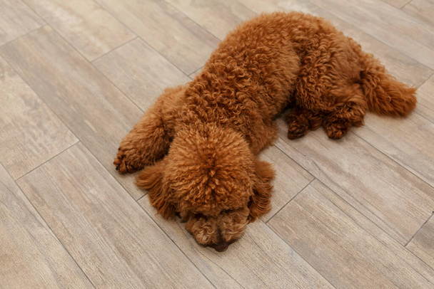 Pudl štěně leží na podlaze, pohled shora. - Fotografie, Obrázek