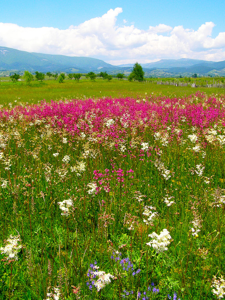 Romanian summer countryside - Photo, Image