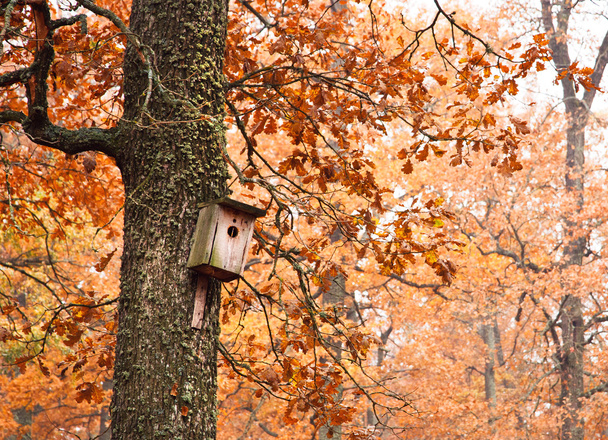 Birdhouse on tree - Photo, Image