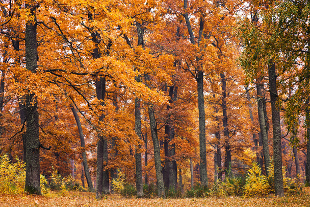 floresta de outono - Foto, Imagem