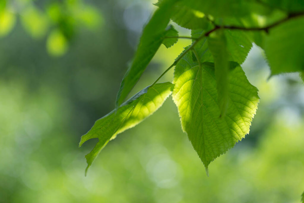 Sycamore (Acer pseudoplatanus) takken met jonge bladeren in het zonlicht. Sycamore esdoorn, Acer pseudoplatanus fres op zoek naar groene bladeren tegen fel zonlicht in de lente.  - Foto, afbeelding
