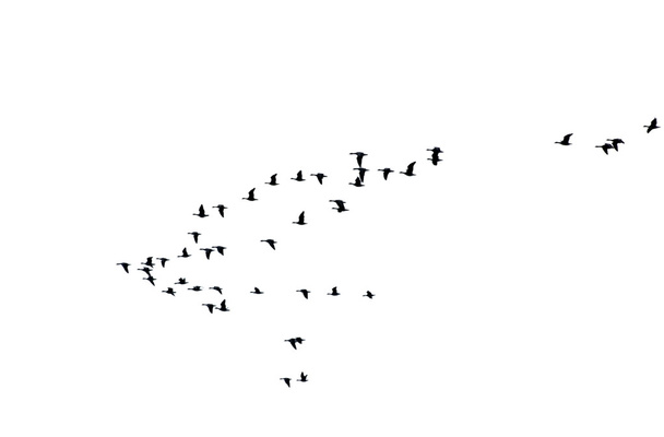 Flock of wild geese - Photo, Image