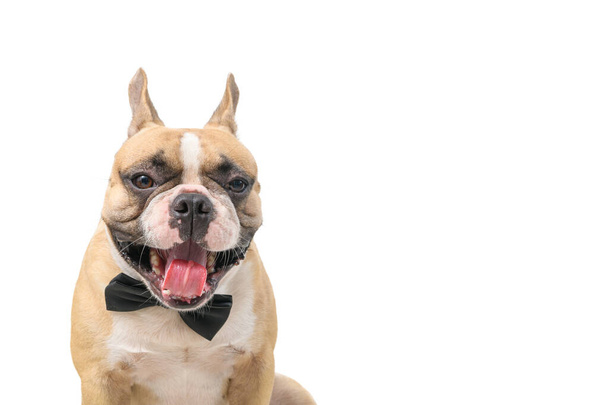 Aç köpek. Tatlı Fransız bulldog beyaz arka planda, evcil hayvanlarda ve hayvan konseptinde izole edilmiş bir şekilde ağzını açar. - Fotoğraf, Görsel