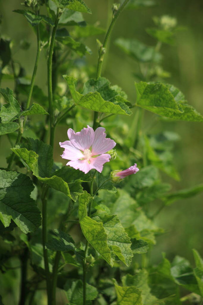 Piękne różowe dzikie kwiaty - Zdjęcie, obraz