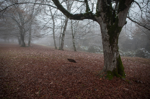 Szene einer einzelnen Schaukel, die im winterlich verschneiten Wald an einem Ast hängt. Aserbaidschanische Natur - Foto, Bild