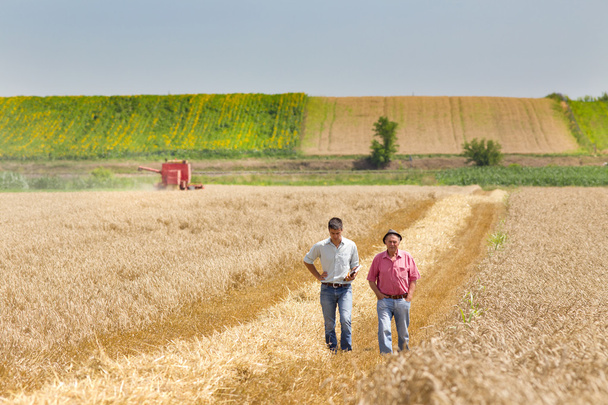 Ділові люди на пшеничному полі
 - Фото, зображення