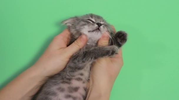 Ανθρώπινα χέρια χαϊδεύουν ένα γκρι γατάκι σε πράσινο φόντο. - Πλάνα, βίντεο