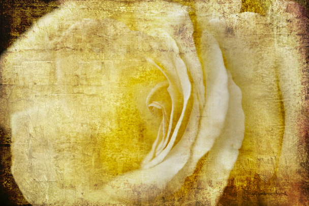 Kaunis keltainen ruusu
 - Valokuva, kuva