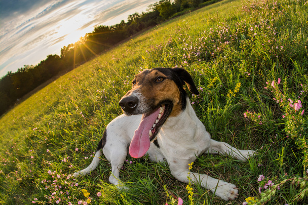 Lindo perro expresando felicidad
 - Foto, Imagen