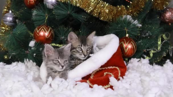 Dvě šedá koťátka sedí pod vánočním stromečkem v kožešinovém koši a sledují cíl, otáčejí hlavy - Záběry, video