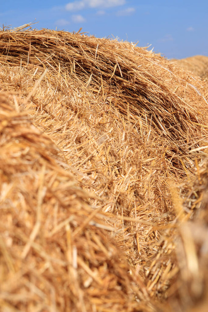 hay and straw. Hay texture. Hay bales are stacked in large stacks.  Harvesting in agriculture. a pile Stock Photo by tanitost