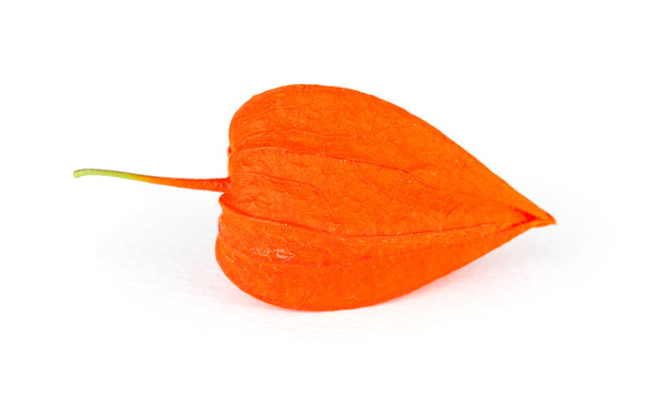 Bouquet physalis or red cape gooseberry on  a white background - Photo, Image