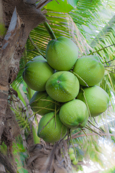 Green coconut at tree - Valokuva, kuva