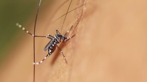 HD Video, Macro di Dengue zanzara succhiare il sangue sulla pelle umana
 - Filmati, video