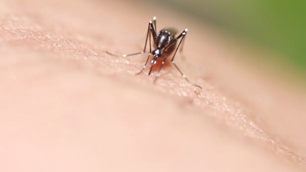 hd 映像、人間の皮膚に血を吸う蚊のデング熱のマクロ - 映像、動画