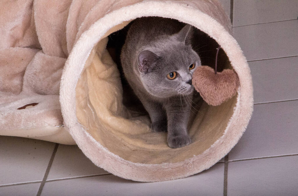 a small beautiful gray cat comes out of a play tunnel - Foto, imagen