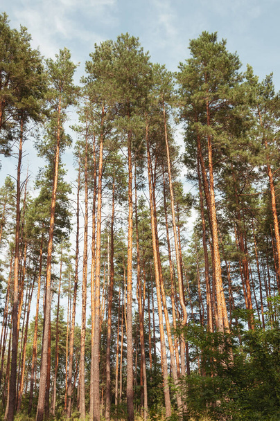 Borový les za teplého slunečného dne na pozadí modré oblohy. Kvalitní obrázek pro váš projekt - Fotografie, Obrázek