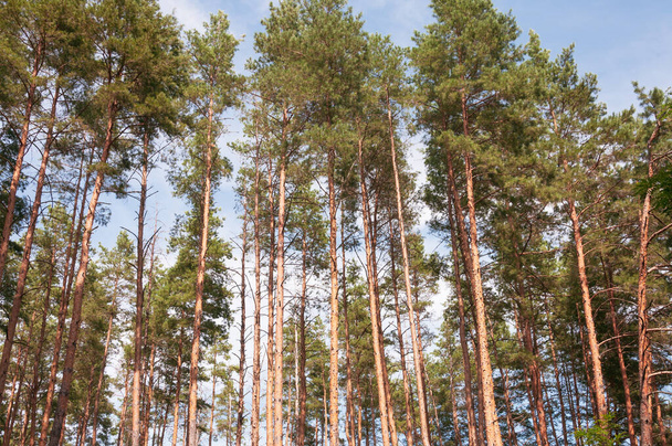 Bosque de pinos en un cálido día soleado sobre un fondo de cielo azul. Imagen de calidad para su proyecto - Foto, Imagen