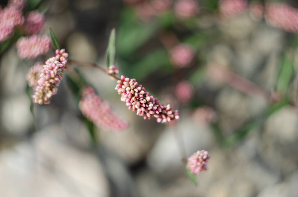 Beautiful branch with pink flowers. Persicaria or polygonum hydropiper on green blurred background - Photo, Image