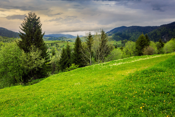 pine trees near valley in mountains  on hillside - Fotó, kép