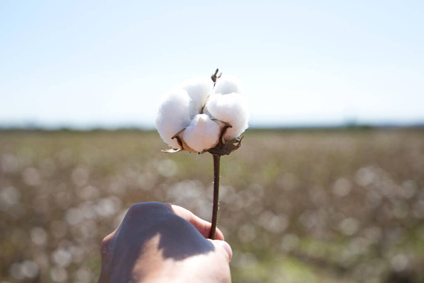 détail de la main de l'agriculteur tenant une fleur de coton de la cotonnière. C'est le produit de sa moisson. Concept d'agriculture biologique et agriculteurs. - Photo, image