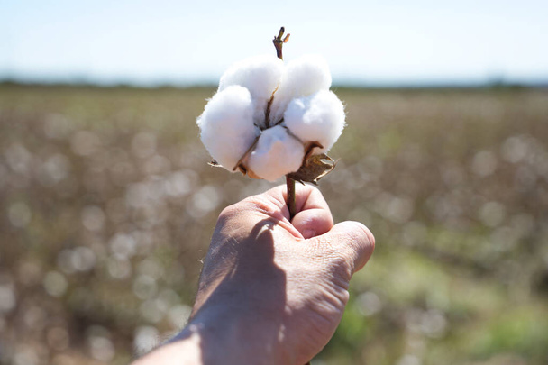 détail de la main de l'agriculteur tenant une fleur de coton de la cotonnière. C'est le produit de sa moisson. Concept d'agriculture biologique et agriculteurs. - Photo, image