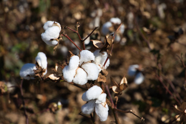 algodón en su planta listo para ser cosechado por la máquina de cosecha. Es algodón orgánico sin tratamientos artificiales. - Foto, imagen