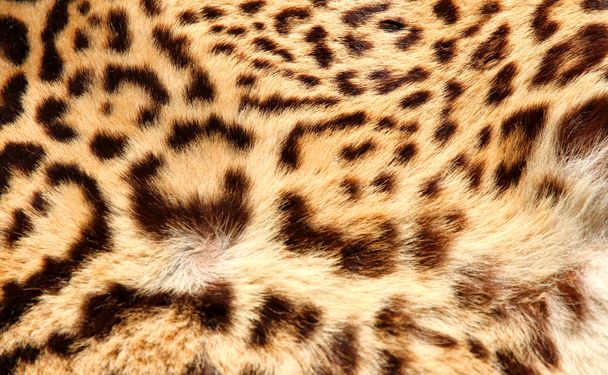 leopar kürkü klasik siyah noktaları ile - Fotoğraf, Görsel