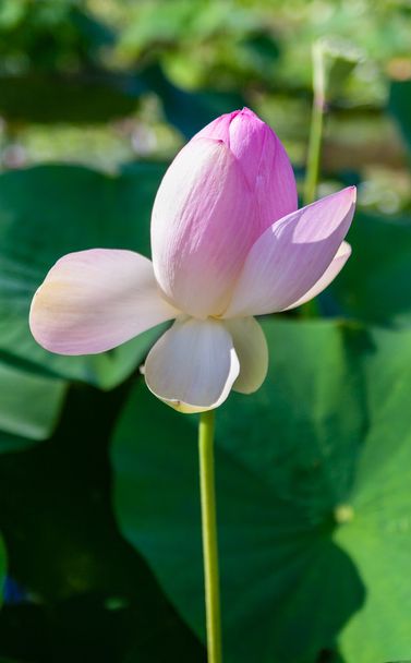 Beautiful lotus flower - Valokuva, kuva