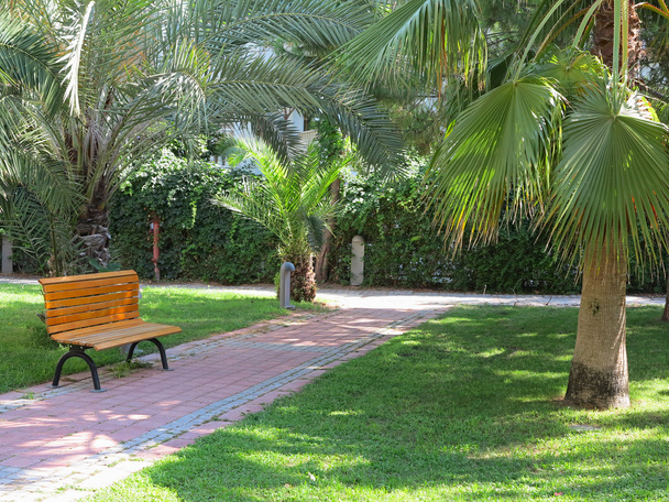 Parco tropicale verde con palme e panchina
 - Foto, immagini
