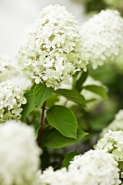 White flowers - Valokuva, kuva