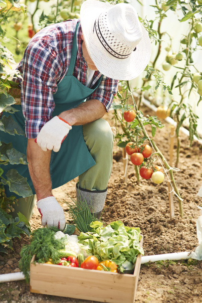 Mann harte Arbeit im Garten - Foto, Bild