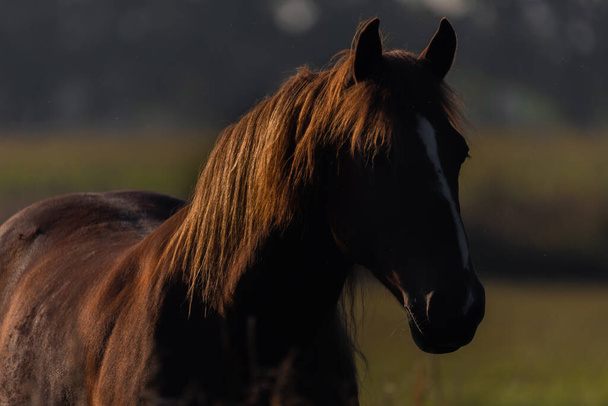 Hevonen aamulla laitumella maa mukava raikas sumu ja mukava väri valo - Valokuva, kuva